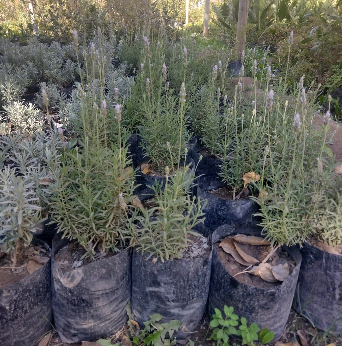 LAVANDA FRANCESA - LAVANDULA DENTATA 0,30 A 0,50