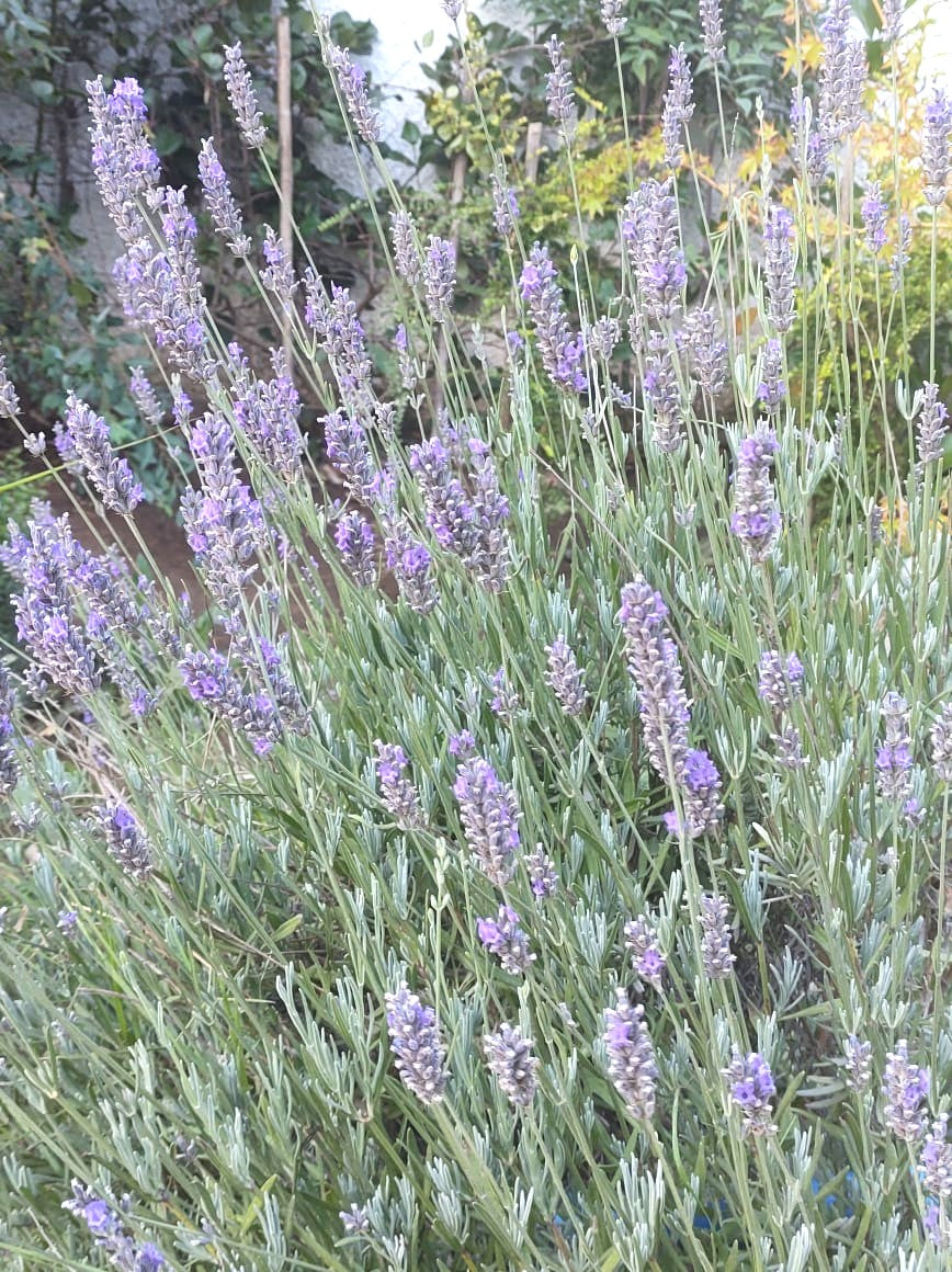 LAVANDA INGLESA - LAVANDULA ANGUSTIFOLIA 0,30 A 0,50