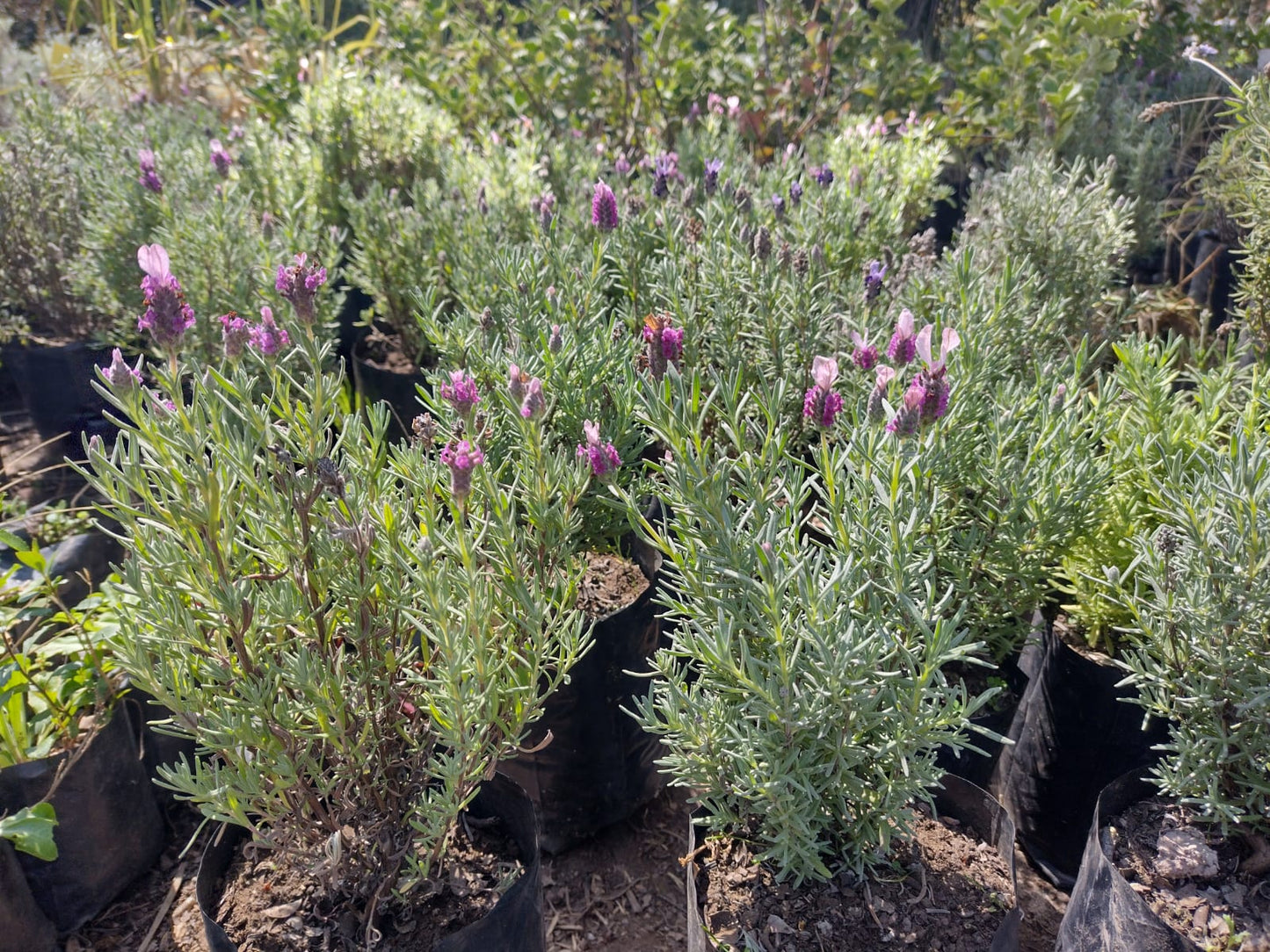 LAVANDA STOECHAS - LAVANDULA STOECHAS 0,20 A 0,30