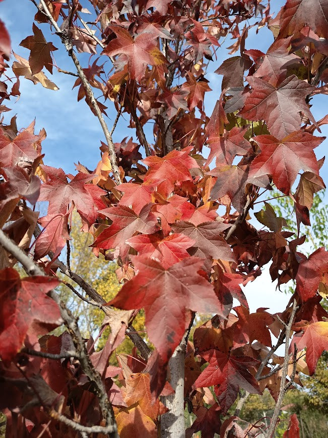 LIQUIDAMBAR - STYRACIFLUA 1,20 A 1,50