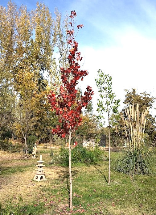 LIQUIDAMBAR - STYRACIFLUA 1,20 A 1,50