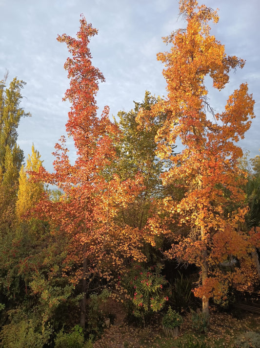 LIQUIDAMBAR - STYRACIFLUA 2,50 A 3,00