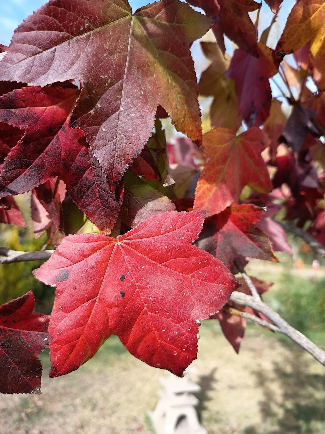 LIQUIDAMBAR - STYRACIFLUA 1,80 A 2,00