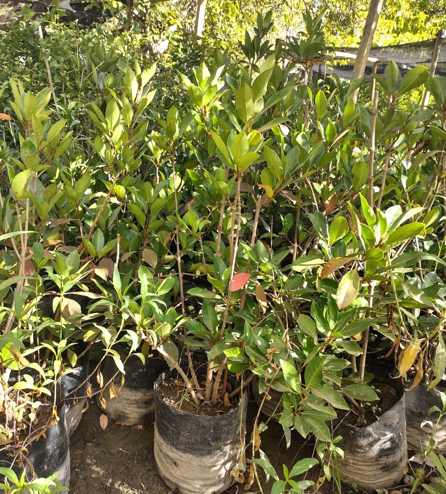 VIBURNO LUCIDO - VIBURNUM LUCIDUM  1.00 A 1,50 M