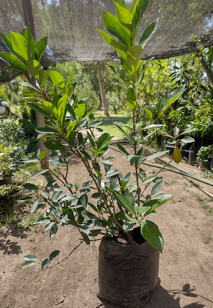 VIBURNO LUCIDO - VIBURNUM LUCIDUM  1.00 A 1,50 M