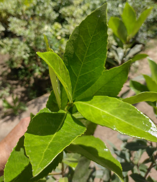 VIBURNO LUCIDO - VIBURNUM LUCIDUM 0,70