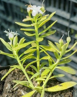 MIOPORO RASTRERO - MYOPORUM PARVIFOLIUM