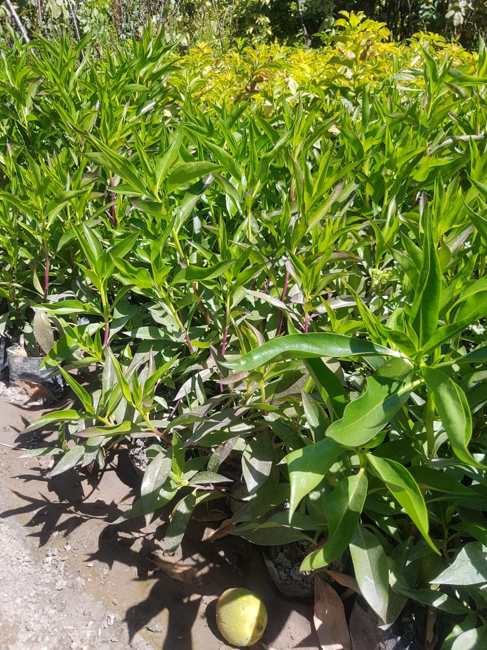 MIÓSPORO ARBUSTIVO - MYOPORUM LAETUM  0.20 A 0.30 M