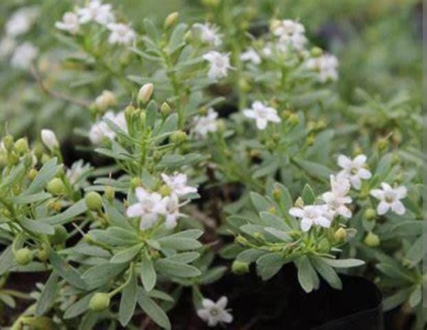 MIOPORO RASTRERO - MYOPORUM PARVIFOLIUM