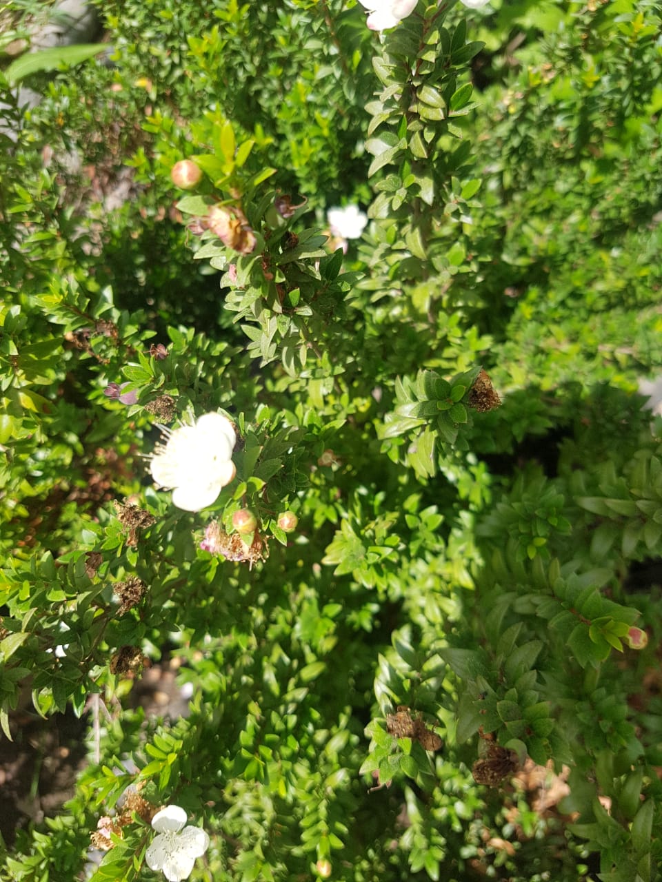 MIRTO HAMBURGUEZ- MYRTUS COMMUNIS 0,50 a 0,60