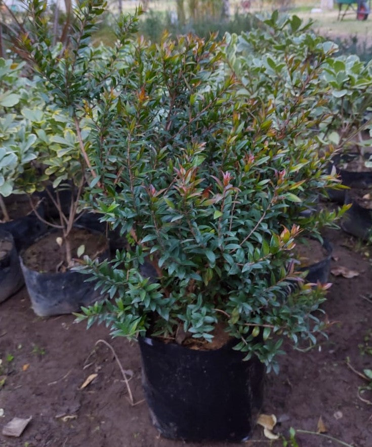 MIRTO HAMBURGUEZ BOLA - MYRTUS COMMUNIS 0,80 a 1,00