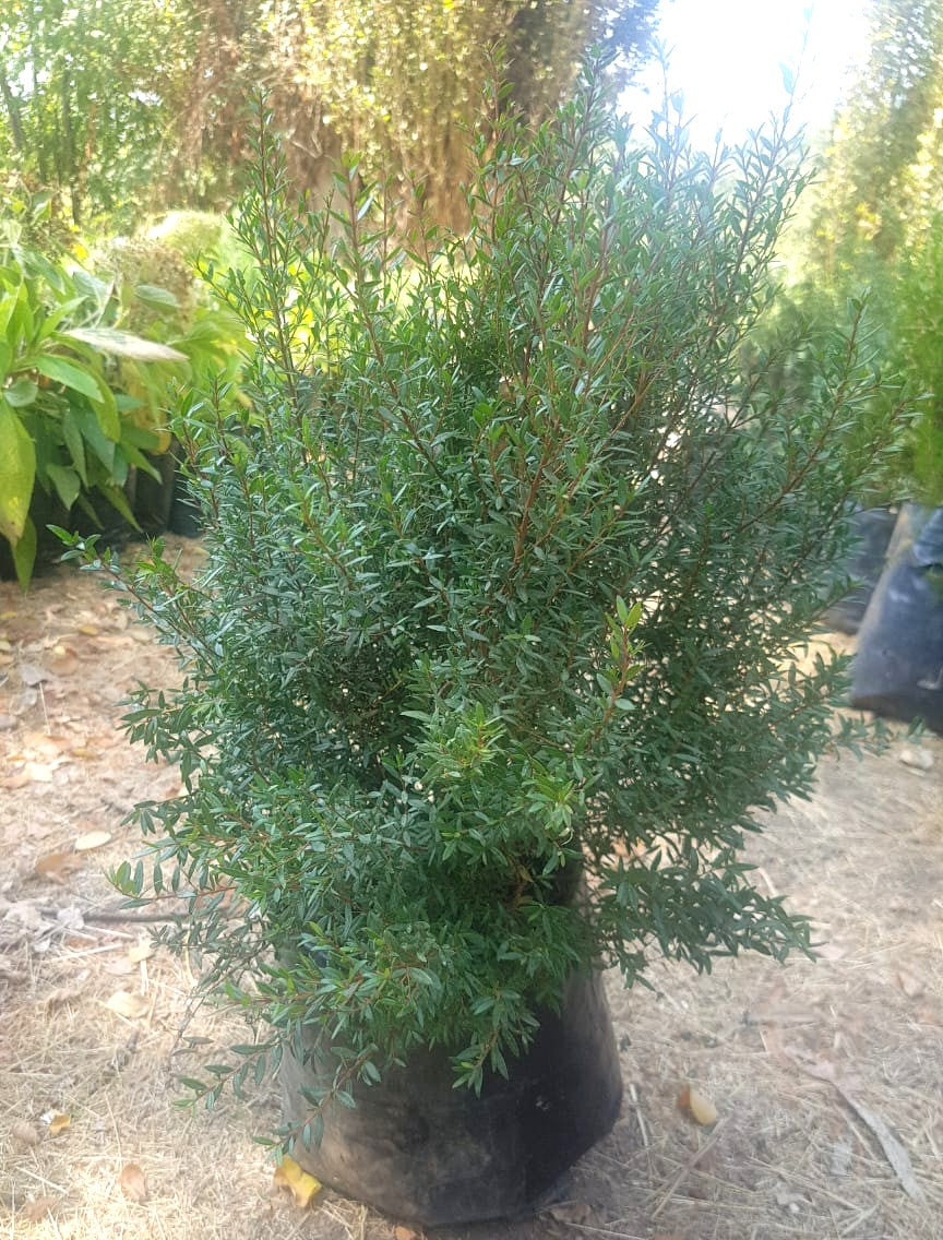 MIRTO HAMBURGUEZ- MYRTUS COMMUNIS 0,50 a 0,60