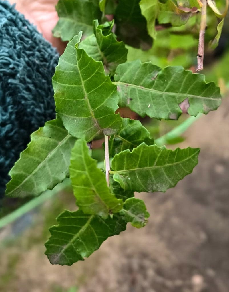 MOLLE - SCHINUS LATIFOLIUS 1,80 A 2,0