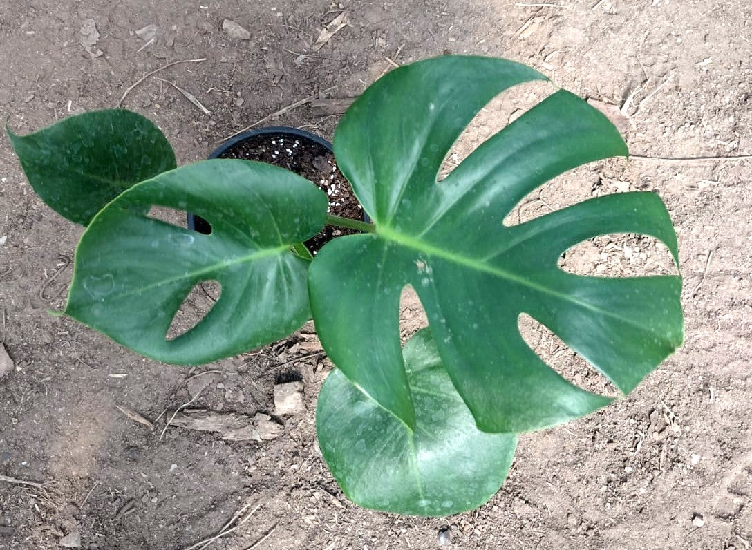 MOSTERA DELICIOSA