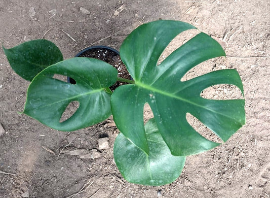 MOSTERA DELICIOSA