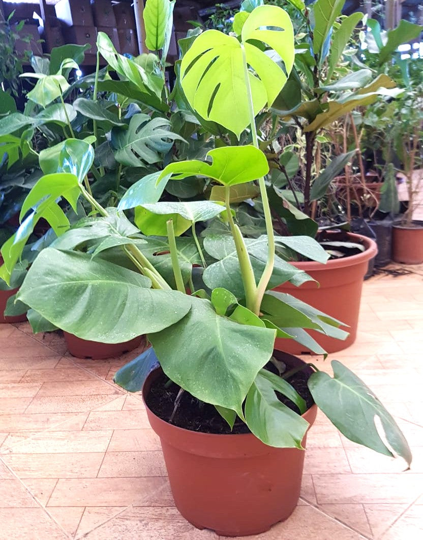 MOSTERA DELICIOSA