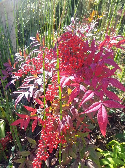 NANDINA DOMESTICA- BAMBÚ SAGRADO 0,30