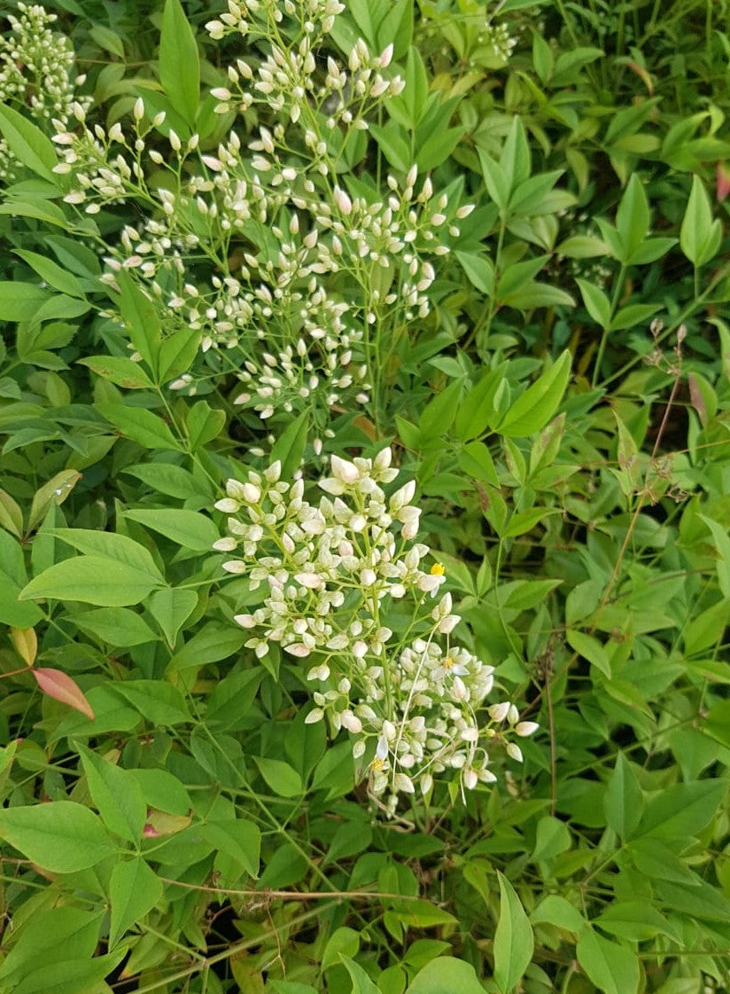 NANDINA DOMESTICA - BAMBÚ SAGRADO 0,50