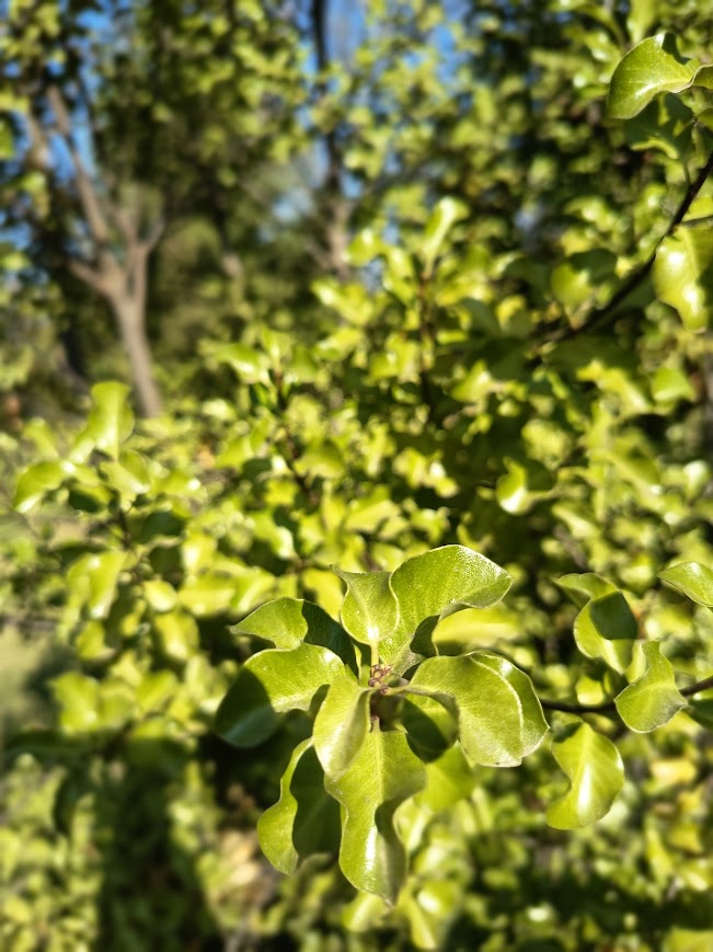 PITOSPORO NIGRICANS - PITTOSPORUM TENUIFOLIUM 1,20 A 1,50 M