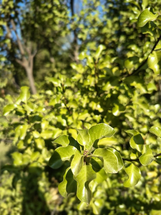 PITOSPORO NIGRICANS - PITTOSPORUM TENUIFOLIUM 1,20 A 1,50 M