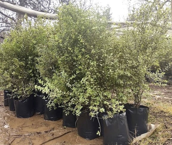 PITOSPORO NIGRICANS - PITTOSPORUM TENUIFOLIUM 1,20 A 1,50 M
