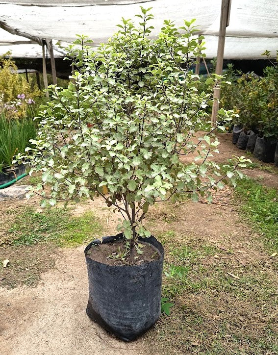 PITOSPORO NIGRICANS  PIE ALTO- PITTOSPORUM TENUIFOLIUM 80 CM