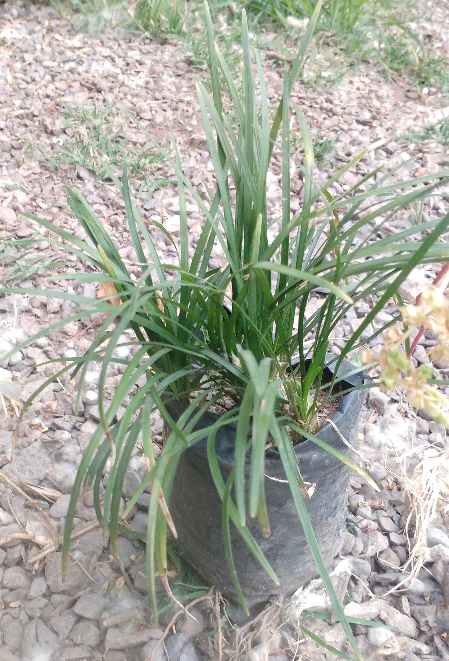OPHIOPOGON - OPHIOPOGON JAPONICUS