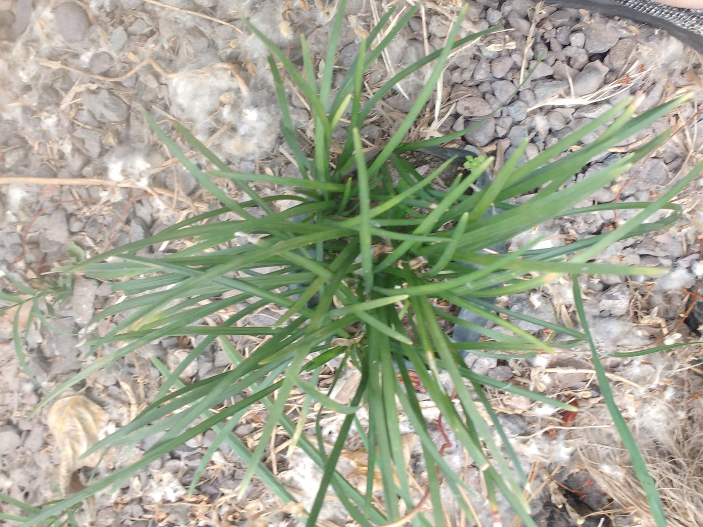 OPHIOPOGON - OPHIOPOGON JAPONICUS