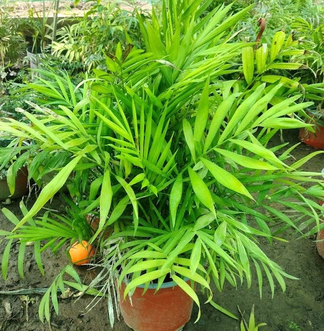 PALMERA CHAMAEDOREA 0,30