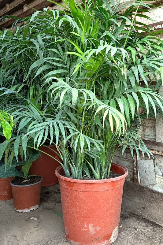 PALMERA CHAMAEDOREA 1,00