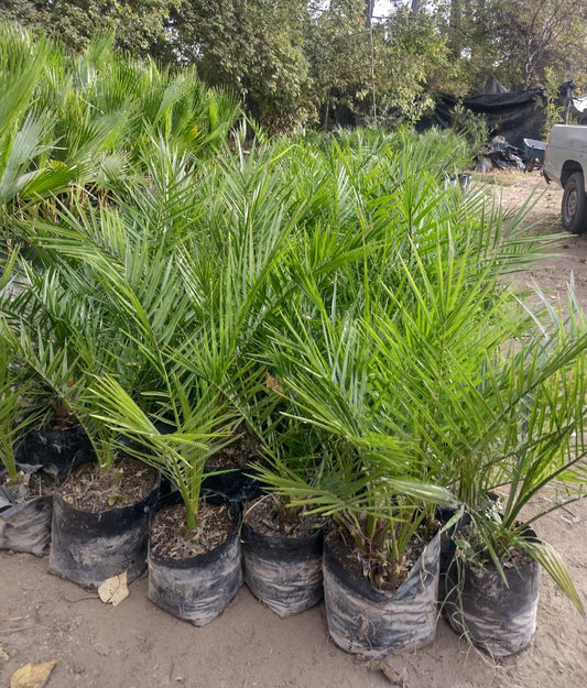 PALMERA FENIX – PHOENIX CANARIENSIS 0,60