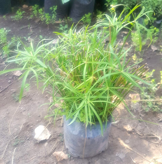 PAPIRO ENANO - CYPERUS ALTERNIFOLIUS NANA   MC