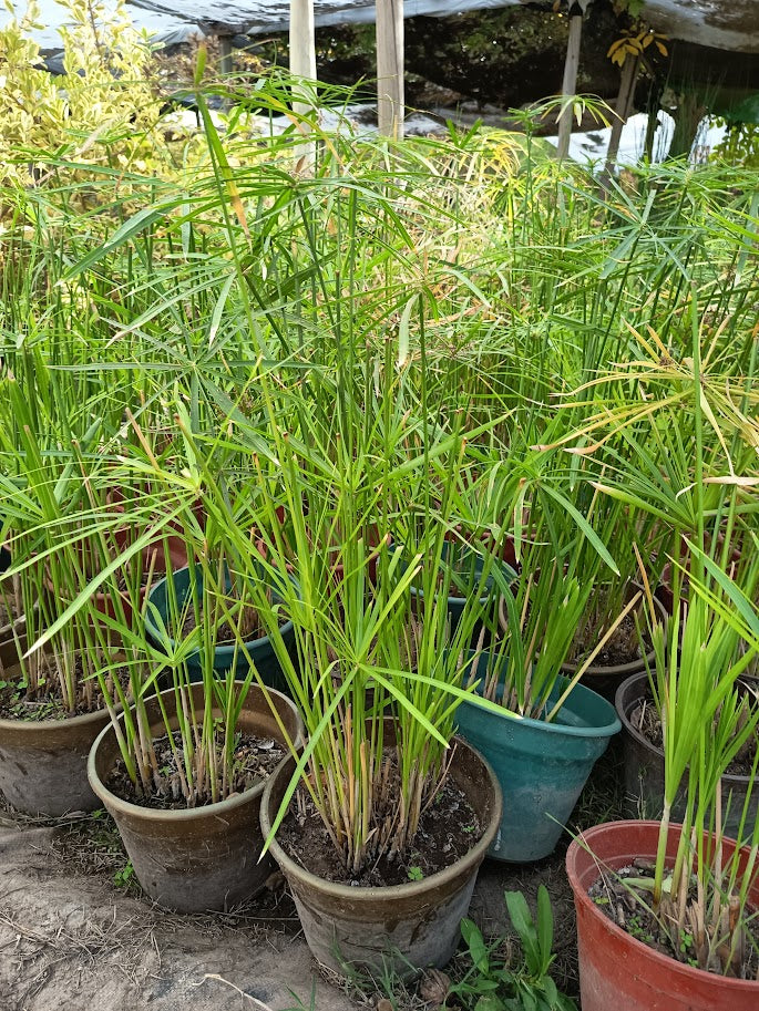 PAPIRO ALTERNIFOLIA - CYPERUS ALTERNIFOLIUS  MC 0,30 A 0,60