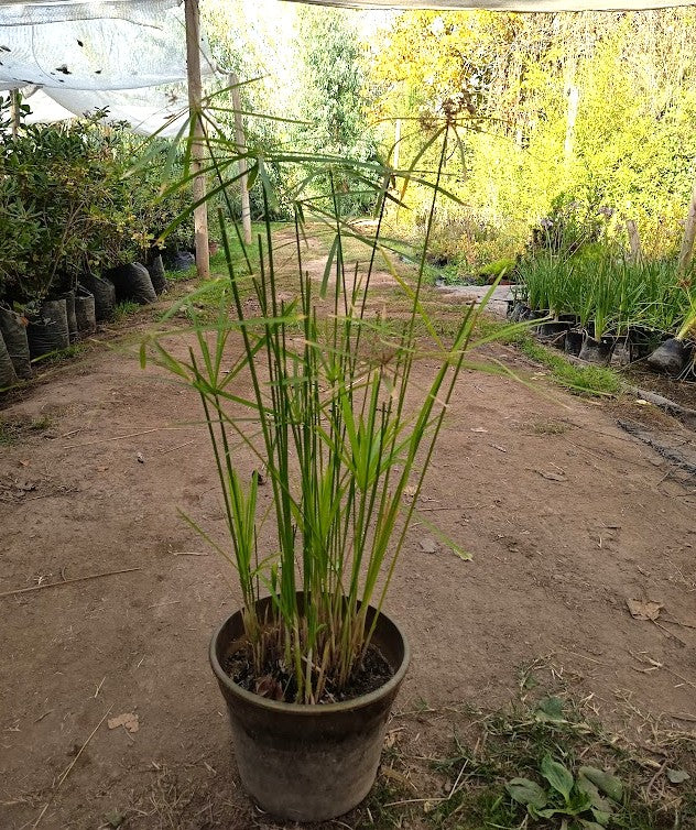 PAPIRO ALTERNIFOLIA - CYPERUS ALTERNIFOLIUS  MC 0,30 A 0,60