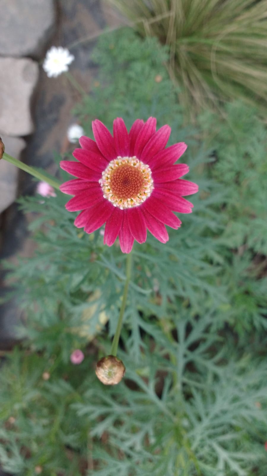 PAQUERETTE COLORES - CHRYSANTHEMUM FRUTESCENS 20 A 30 CM