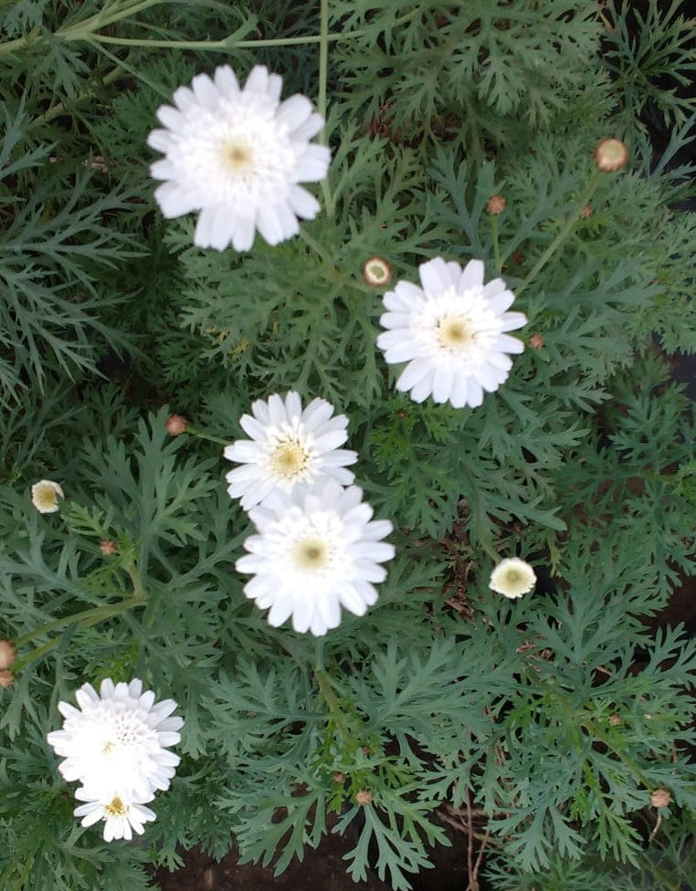 PAQUERETTE COLORES - CHRYSANTHEMUM FRUTESCENS 20 A 30 CM
