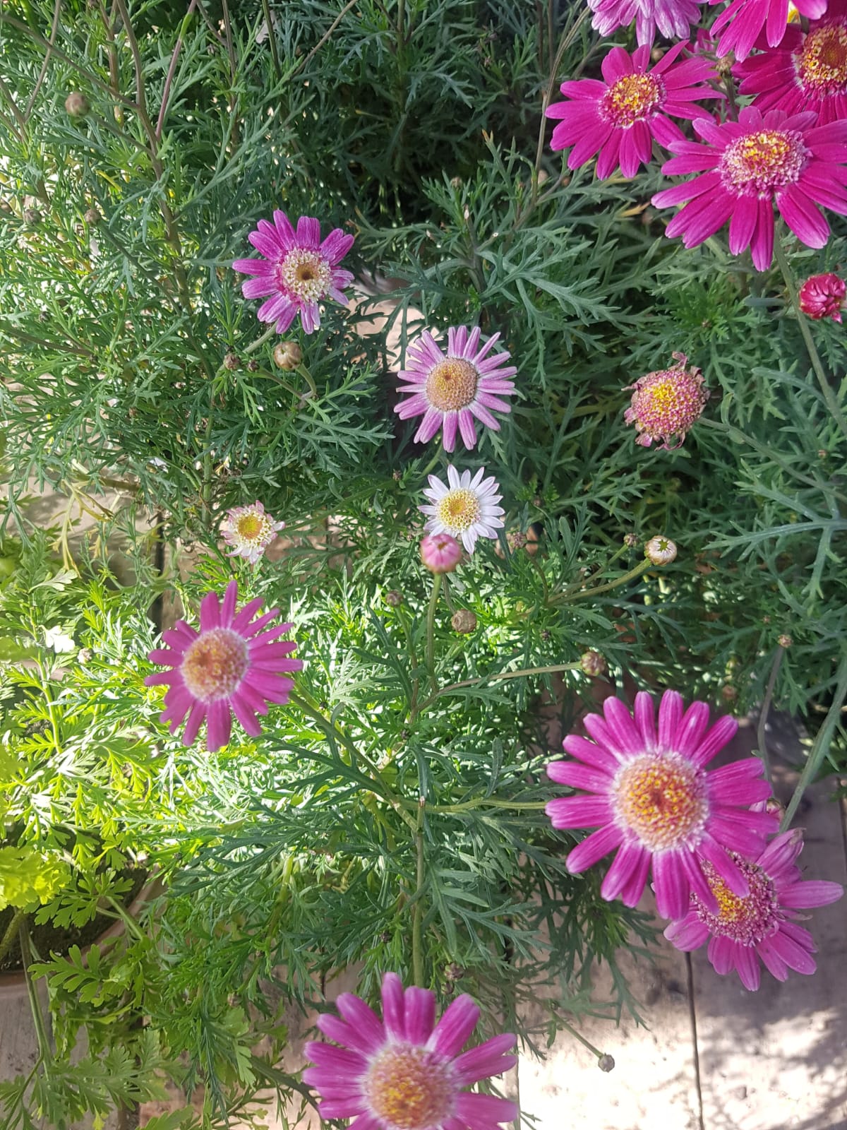 PAQUERETTE COLORES - CHRYSANTHEMUM FRUTESCENS 20 A 30 CM