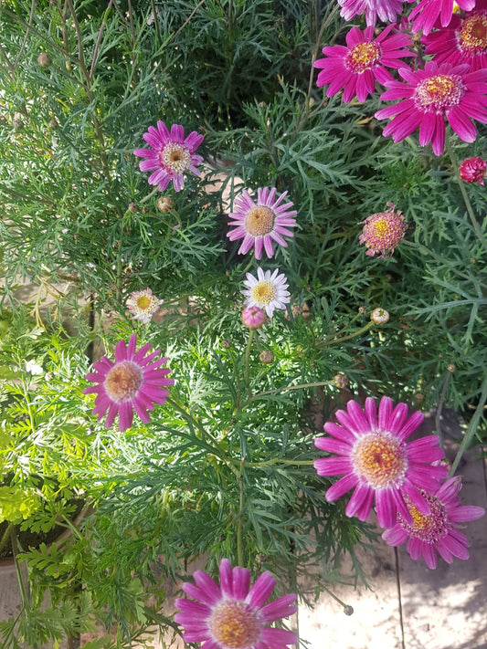 PAQUERETTE COLORES - CHRYSANTHEMUM FRUTESCENS 20 A 30 CM