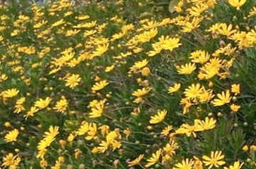 PAQUERETTE CALIFORNIANO -  EURYOPS PECTINATUS  30 CM