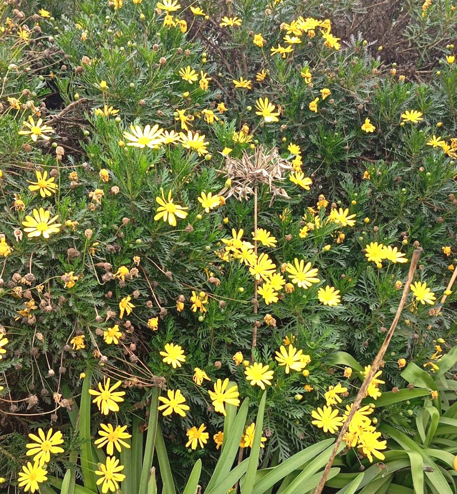 PAQUERETTE CALIFORNIANO -  EURYOPS PECTINATUS  30 CM