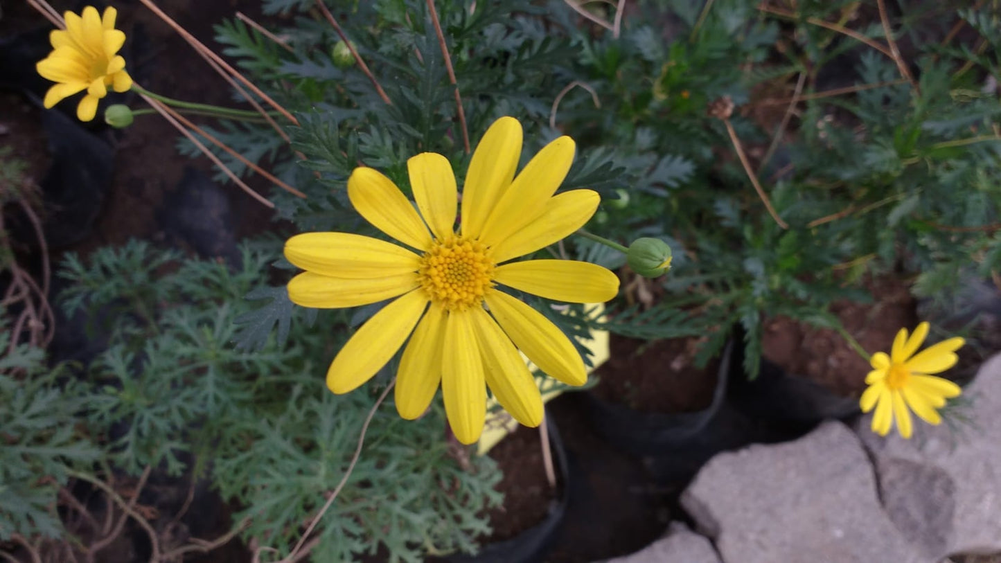 PAQUERETTE CALIFORNIANO -  EURYOPS PECTINATUS  30 CM
