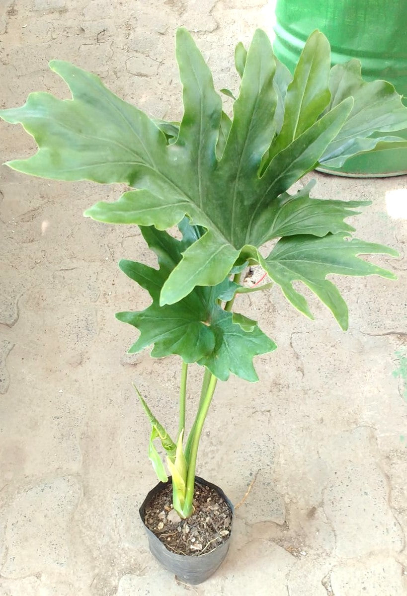 PHILODENDRO PARAGUAYO