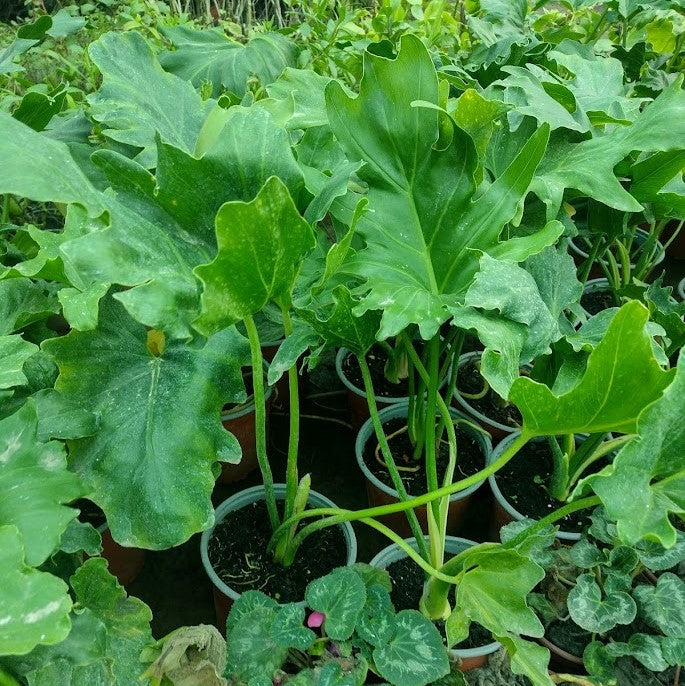 PHILODENDRO PARAGUAYO