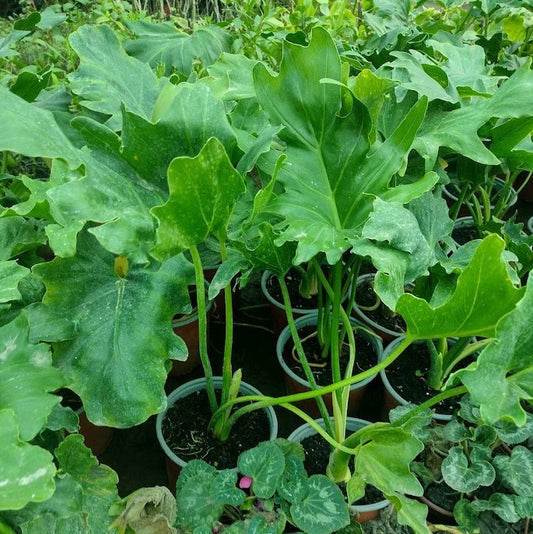 PHILODENDRO PARAGUAYO