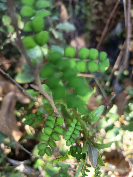 PELU PELU - SOPHORA CASSIOIDES 1,20