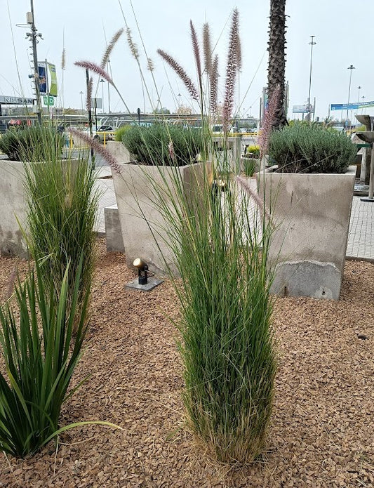 PENNISETUM RUPELIANO - PENNISETUM RIPPELIANUM
