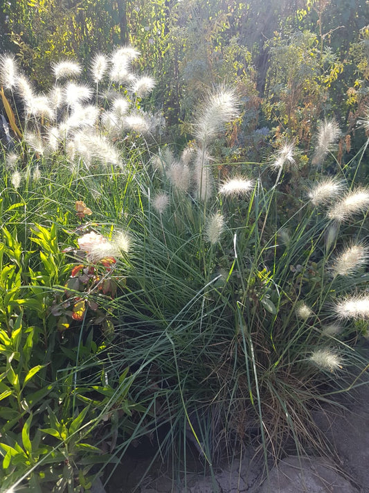 PENNISETUM VILLOSUM
