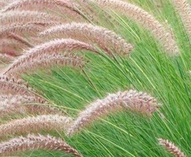 PENNISETUM RUPELIANO - PENNISETUM RIPPELIANUM