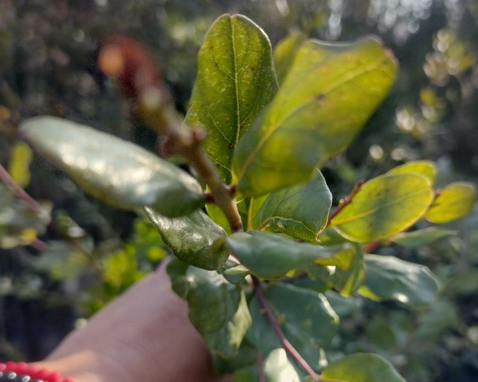 PEUMO CRYTOCARYA ALBA  1,20