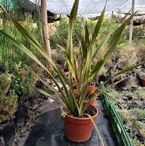 PITA VERDE - PHORMIUN TENAX